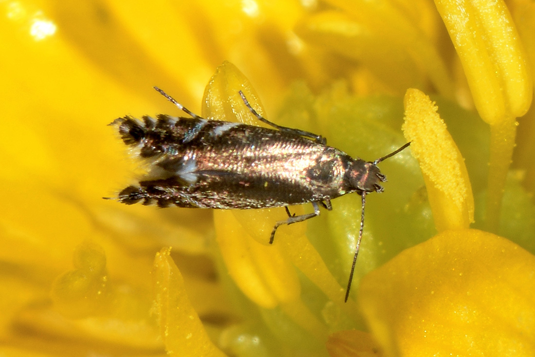 Glyphipterigidae: Glyphipterix simplicella